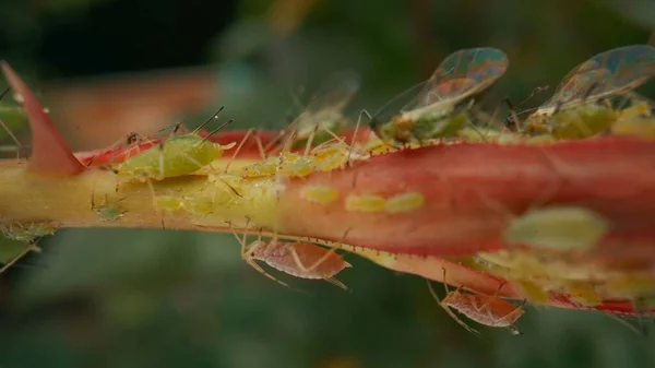 Aphid 딱정벌레는 줄기와 장미꽃 봉오리를 붙잡아 식물에 돌이킬 수없는 입힌다 — 스톡 사진