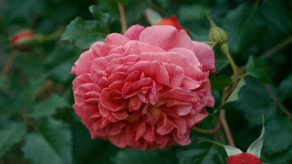 Bella Rosa Naturale Rosa Uno Sfondo Giardino Sfocato Rosone Completamente — Foto Stock