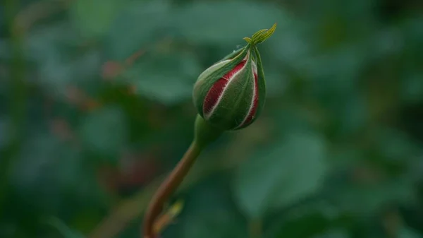Şlenmemiş Kırmızı Gül Tomurcuğu Böcek Tomurcuğa Musallat Olmuş Çiçek Yetiştirme — Stok fotoğraf