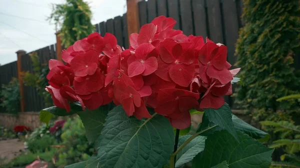 Blooming hydrangea in the garden. Bright red, coral hydrangea in full bloom. Bouquet of hydrangea