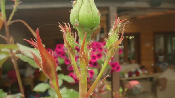 Stalk Rose Unopened Buds Sways Wind Unopened Rosebuds Covered Cobwebs — Stock Video