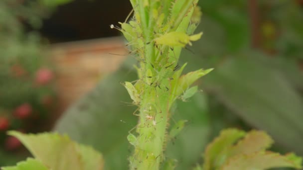 在玫瑰茎上的昆虫害虫绿色蚜虫 绿甲虫寄生 宏观射击 玫瑰害虫 Hdr Bt2020 Hlg Material — 图库视频影像