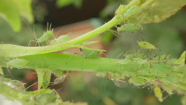 Groene Bladluizen Beschadigen Plant Een Kolonie Van Ongedierte Stam Bladeren — Stockvideo