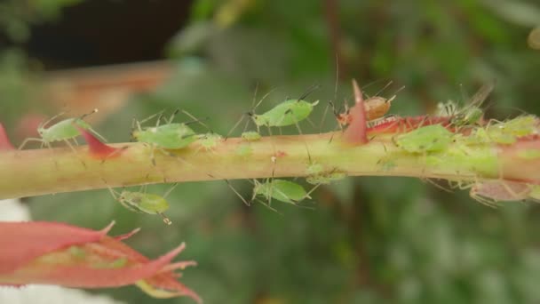 Aphistangrepp Aphider Och Skalbaggar Orsakar Oersättliga Skador Växten Klamrar Sig — Stockvideo