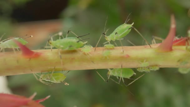 아피드 감염이요 아피드와 딱정벌레는 줄기와 로즈부드에 식물에 돌이킬 수없는 끼칩니다 — 비디오
