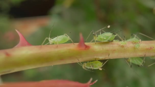 Insectenplaag Groene Bladluis Een Rozenstengel Groene Kever Parasitaire Bladluis Ongedierte — Stockvideo