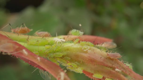 玫瑰嫩枝上的绿色蚜虫 未开放的玫瑰花蕾上的吸吮昆虫会对植物造成损害 宏观射击 Hdr Bt2020 Hlg Material — 图库视频影像