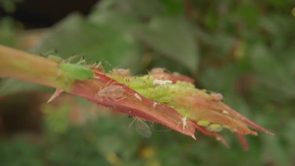 Insectenbladluizen Volwassenen Kleine Individuen Schaden Jonge Scheut Van Een Roos — Stockvideo