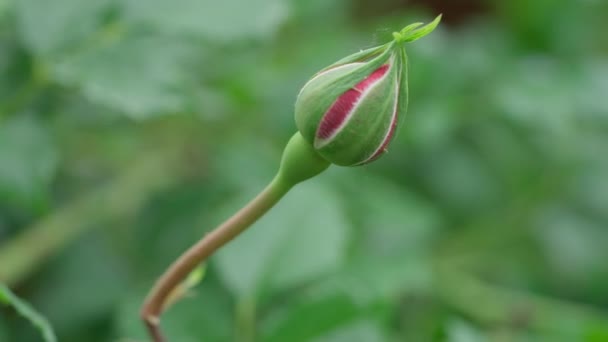 Oöppnad Röd Rosenknopp Makroskott Insektsskadedjur Kryper Knoppen Blommor Växande Blommor — Stockvideo
