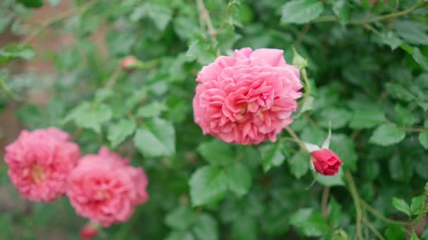 Beautiful Bush Pink Roses Garden Open Unopened Buds Bush Blurred — Stock Video