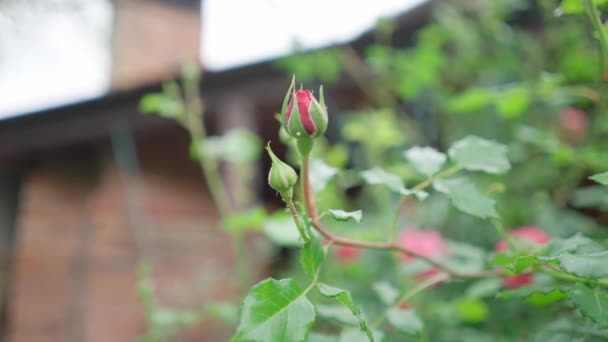 Unopened Red Rose Bud Close Insect Pests Bud Floriculture Growing — Stock Video