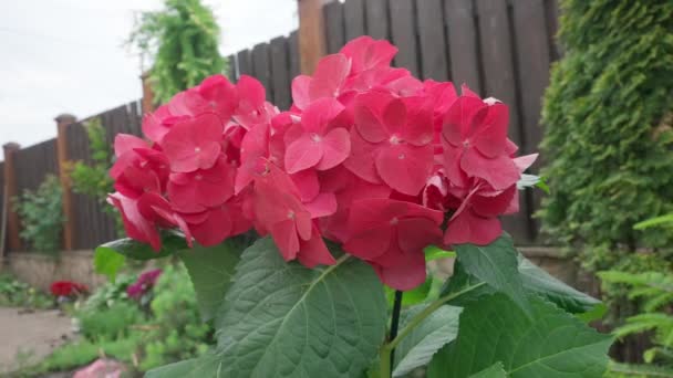 Kvetoucí Hortenzie Zahradě Jasně Červená Korálová Hortenzie Plném Květu Kytice — Stock video