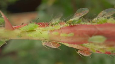 Aphid infestation. Aphids and beetles cause irreparable harm to the plant, clinging to the stem and young rosebud. Aphids on the stem of a rose. Macro shot. Slow motion. HDR BT2020 HLG Material
