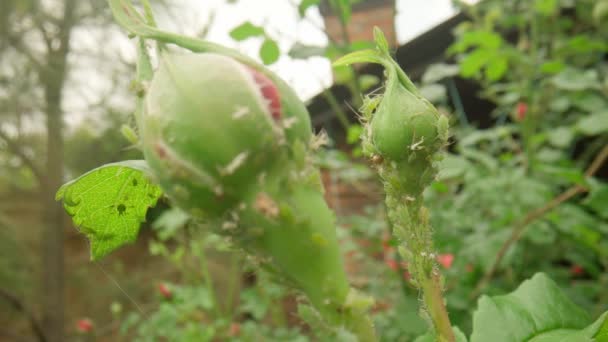 Colony Green Aphids Unopened Rose Bud Macro Shooting Diseases Problems — Stock video