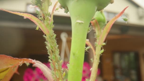 Hmyzí Mšice Růžovém Stonku Parazit Zelený Brouk Makro Střelba Roseovi — Stock video