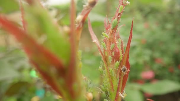 蚜虫栖息在尚未开放的玫瑰嫩芽上 在模糊的花园背景下 幼嫩的玫瑰芽被蚜虫覆盖着 玫瑰的疾病和问题 宏观射击 慢动作Hdr Bt2020 Hlg Material — 图库视频影像