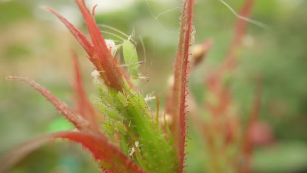 Aphid Blackfly Greenfly Sits Young Rosebud Sucks Out Juice Causes — 图库视频影像