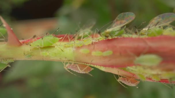 Aphid Infestation Aphids Beetles Cause Irreparable Harm Plant Clinging Stem — стоковое видео