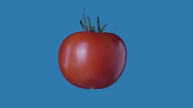 Sağlıklı gıda reklamları yaratıcı konsept. Mavi arka planda izole edilmiş. Sebze ekrana karşı dönüyor. Sulu kırmızı domatesin yakın plan görüntüsü. Kök döndürme askıya alınmış ve tüm açılar görülebilir.