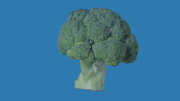 健康食品广告创意概念 被蓝色背景隔离了蔬菜在屏幕上旋转 绿色西兰花树旋转的截图悬挂在所有角度可见 — 图库视频影像