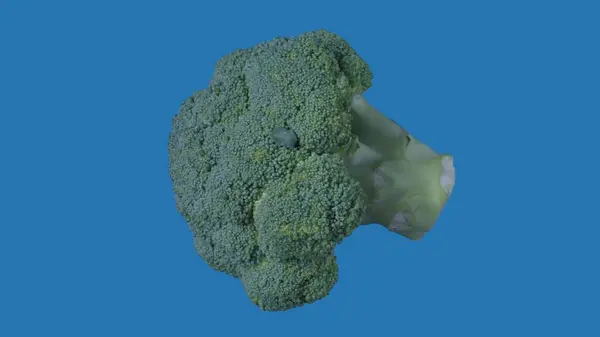 健康的水果和蔬菜创意概念 蔬菜与彩色屏幕的对比 蓝色背景下分离的绿花椰菜植物的闭合工作室照片 — 图库照片