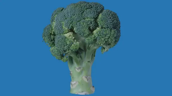 果物や野菜を健康的に食べるクリエイティブなコンセプト 着色されたスクリーンに対して野菜 青い背景に隔離された大きなブロッコリーのクローズアップスタジオショット — ストック写真
