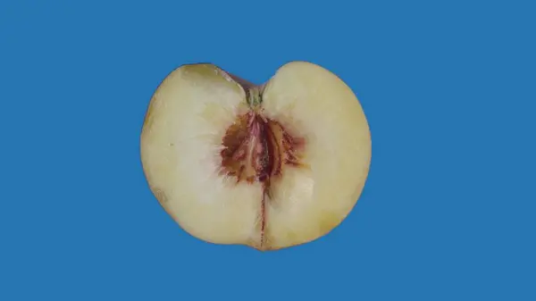 果物や野菜を健康的に食べるクリエイティブなコンセプト 着色されたスクリーンに対するフルーツ 青い背景に隔離された桃の半分のスライスのクローズアップスタジオショット — ストック写真