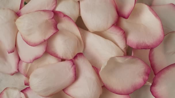 Closeup Shot Many Fresh Pink Rose Flower Petals Being Blown — Stock Video