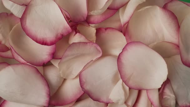グリーンペーパーの背景に置かれたバラの花びらをフレームの隅に吹き飛ばすクローズアップショット 広告オブジェクトテキストを挿入するスペース 創造的な抽象概念 クロマ — ストック動画