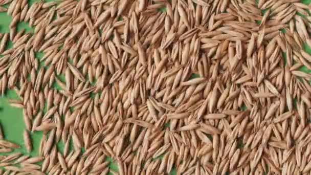 Closeup Shot Green Background Being Filled Many Dried Wheat Grains — Stock Video