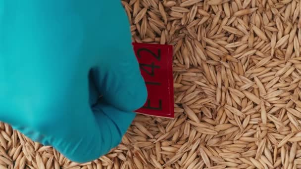 遺伝子組み換え製品コンセプト 農業産業における化学物質 小麦の穀物のクローズアップショット 青い手袋の人はそれに書かれたE142と赤い紙の印を置きます — ストック動画