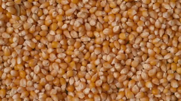 Closeup Shot Yellow Corn Seeds Green Background Empty Area Being — Stock Video