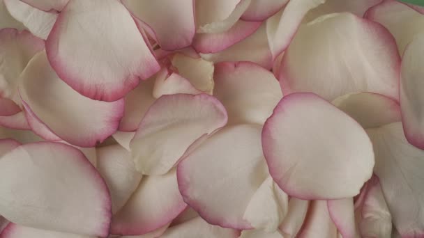 Closeup Shot Rose Petals Placed Green Paper Background Being Blown — Stock Video