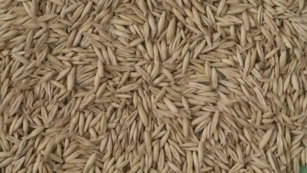 Крупный План Многих Сушеных Зерен Пшеницы Выдуваемых Зеленого Фона Место — стоковое видео