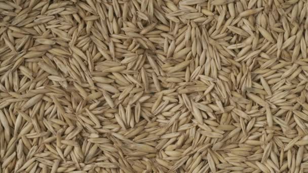 Опасные Химикаты Сельском Хозяйстве Крупный План Зерна Пшеницы Заднем Плане — стоковое видео