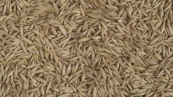 Geneticky Modifikovaná Koncepce Produktů Chemikálie Zemědělství Detailní Záběr Pšeničných Zrn — Stock video
