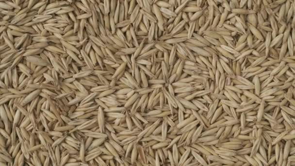Geneticky Modifikovaná Koncepce Produktů Chemikálie Zemědělství Detailní Záběr Pšeničných Zrn — Stock video