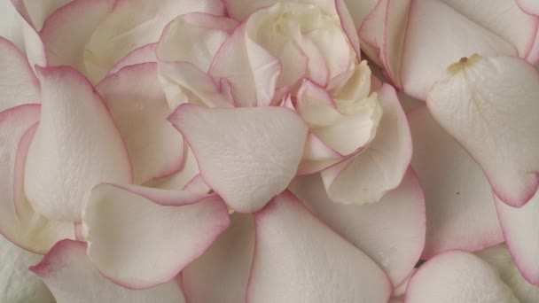 Nahaufnahme Von Rosa Rosenblütenblättern Die Auf Dem Hintergrund Verstreut Sind — Stockvideo