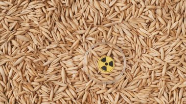 Genetik olarak değiştirilmiş ürünler konsepti. Tarım endüstrisindeki kimyasallar. Buğday tanelerinin yakın plan çekimi arka plan ve üzerinde tohum ve radyoaktif uyarı işareti olan Petri kabı.