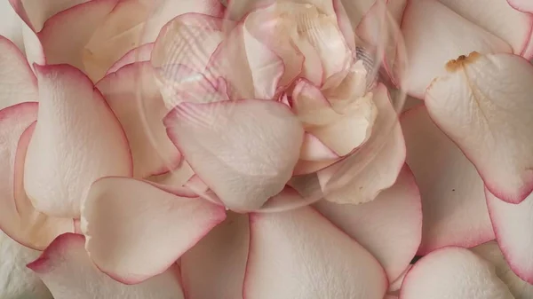 Zbliżenie Zdjęcie Wielu Płatków Róż Bańki Mydlane Tle Powierzchnia Reklamowa — Zdjęcie stockowe