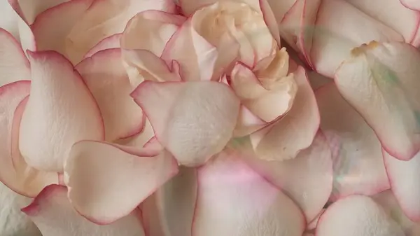 Closeup Shot Many Rose Flower Petals Soap Bubbles Background Advertising — Stock Photo, Image