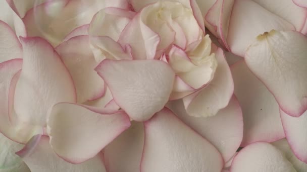 Closeup Tiro Pétalas Rosa Muitas Bolhas Sabão Voando Torno Flores — Vídeo de Stock