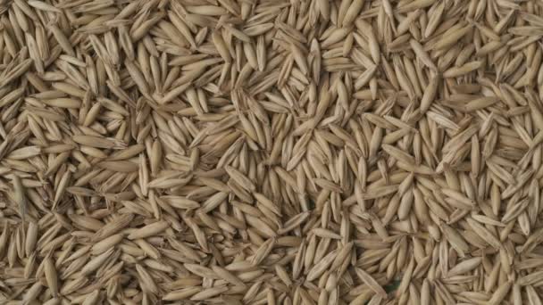 Крупным Планом Зеленого Фона Выдувают Сушеные Зерна Пшеницы Место Размещения — стоковое видео