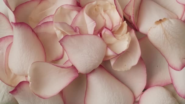 バックグラウンドに散らばったピンクのバラの花の花のクローズアップショット 多くの小さな石鹸の泡が飛んでいます 広告オブジェクトを挿入するスペース 創造的な抽象概念 スローモーション — ストック動画