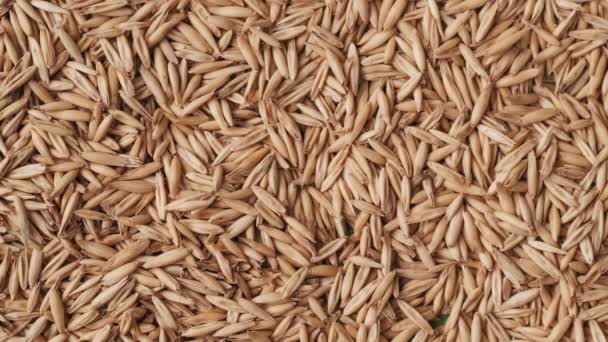Крупным Планом Зеленого Фона Выдувают Сушеные Зерна Пшеницы Место Размещения — стоковое видео