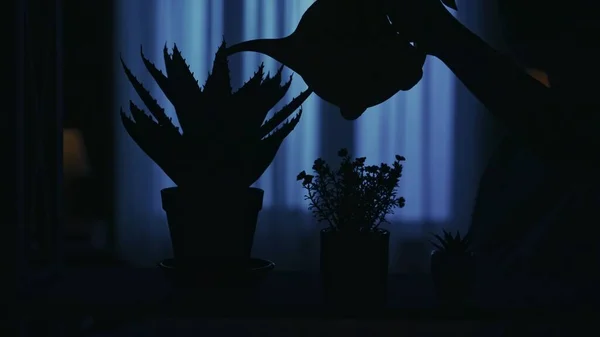 Portrait of female silhouette in the dark apartment. Everyday life creative concept. Closeup shot of the flower pots, woman watering the plants with a can. Everyday life creative concept.