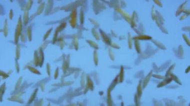 Su girdabı yaratıcı reklam konsepti. Aqua girdabına yakın çekim. Makro stüdyo çekimlerinde cam demlik ve temiz karıştırılmış su, birçok kurutulmuş küçük buğday tohumu bükülüp yavaşlıyor..