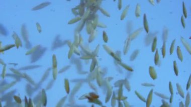 Su girdabı yaratıcı reklam konsepti. Aqua girdabına yakın çekim. Makro stüdyosu cam demlik ve temiz karıştırılmış su, bir sürü kurutulmuş küçük buğday tohumu etrafta yüzüyor..