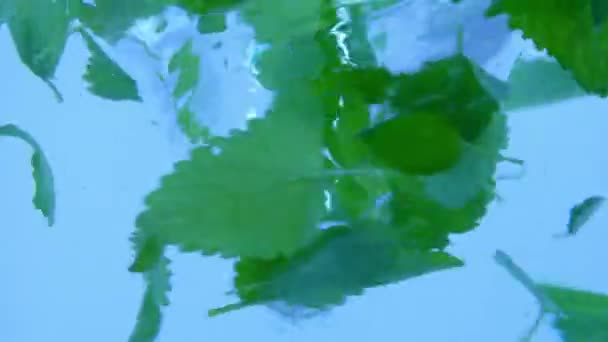 ウォータージャンプクリエイティブ広告コンセプト アクア ボルテックスの クローズアップショット 透明な水のねじれの渦が付いているマクロのスタジオのショット 多くの新鮮な緑のミントの葉は水をかき立てる内部で渦巻く — ストック動画