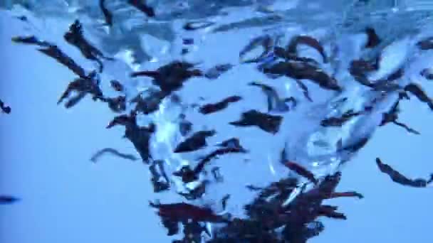 水漩涡创意广告的概念 近距离拍摄的水草涡旋 大工作室拍摄玻璃壶与水拧涡旋 酿制干茶叶漂浮在搅拌水 — 图库视频影像